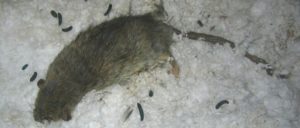 Dead Rat