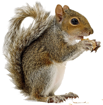 squirrel_PNG15802