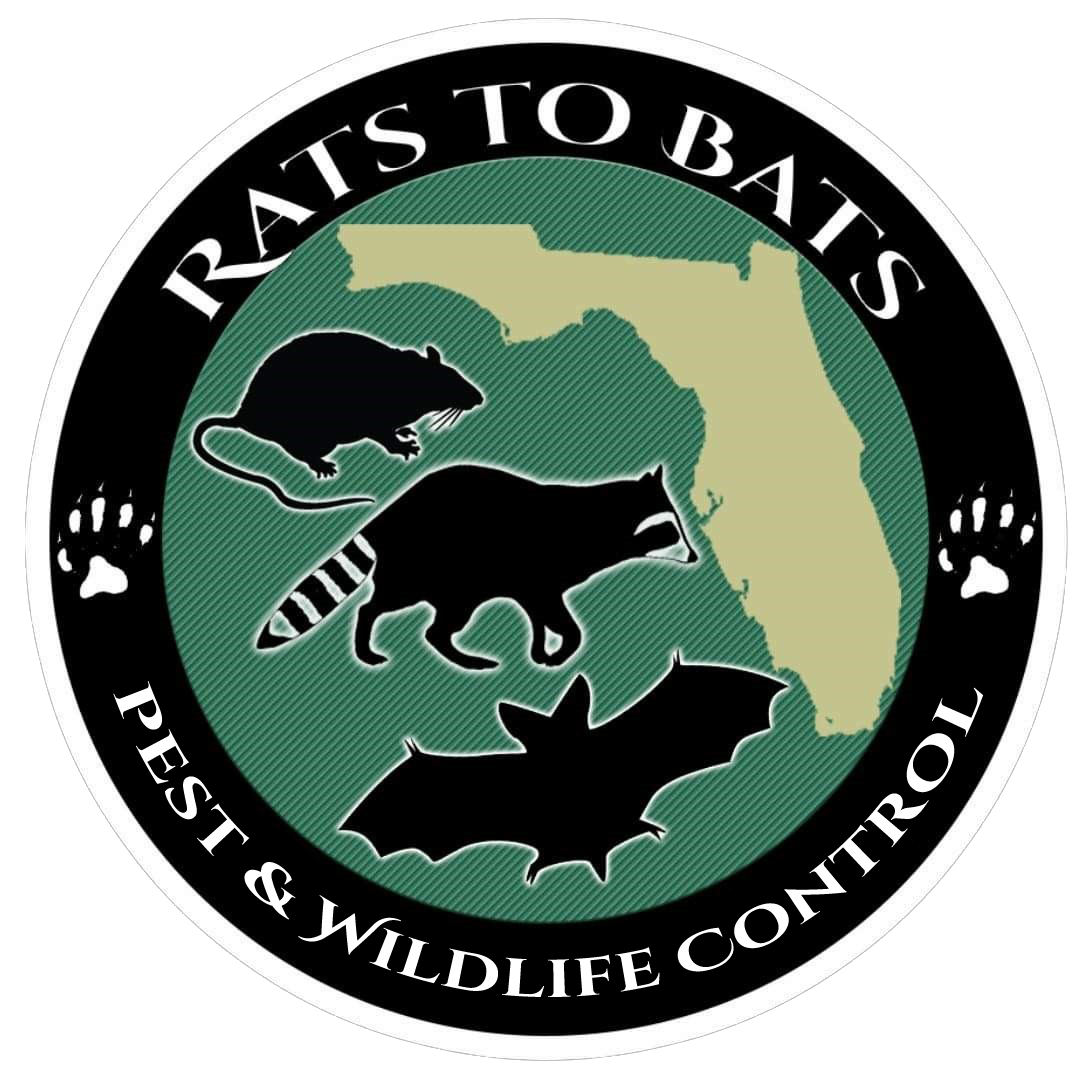 Rats to Bats