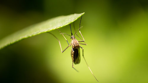 Rats to Bats Mosquito under leaf