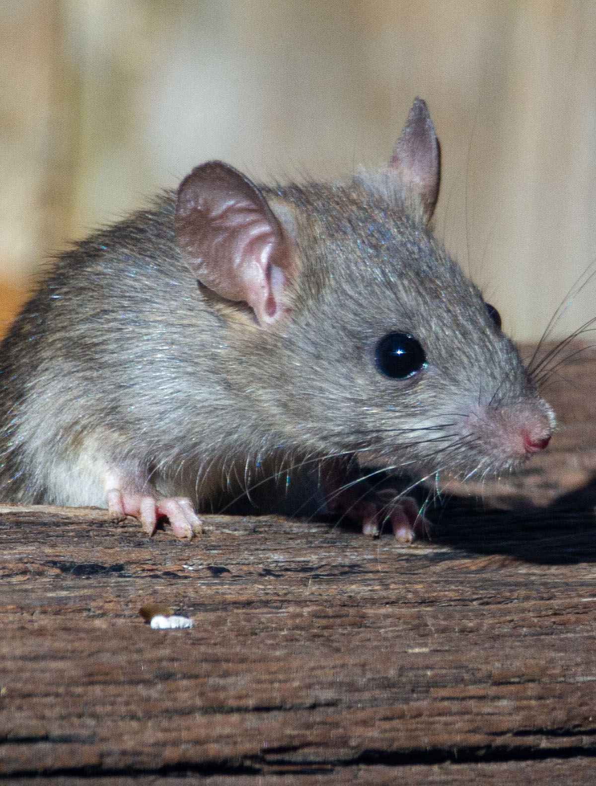 Rats to Bats PSL