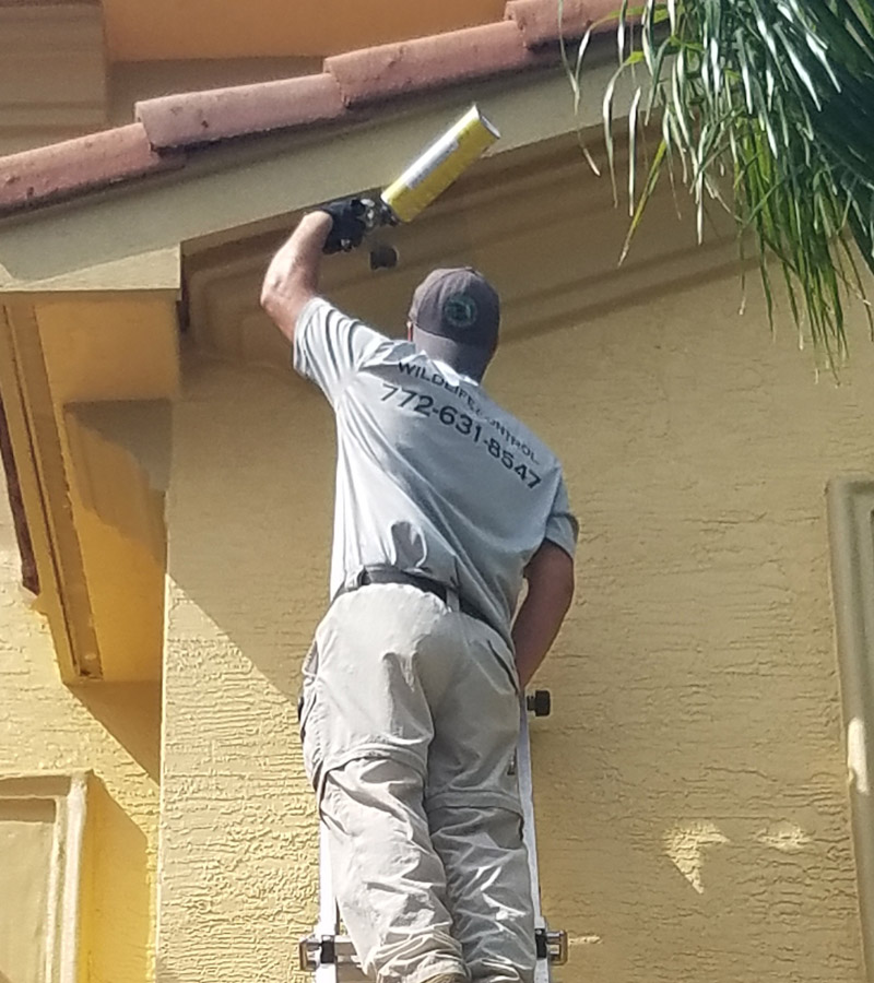 Woodpecker-Removal-1