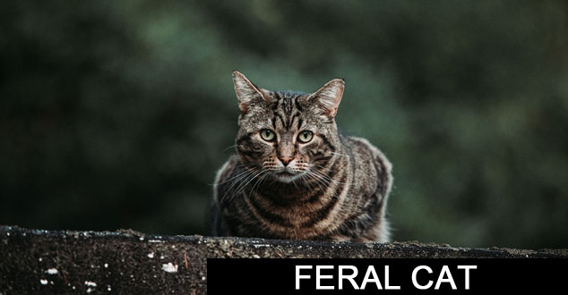 Feral Cats